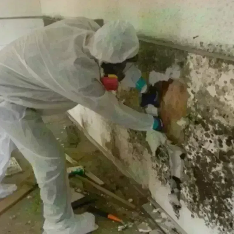 Mold Remediation and Removal in East Moline, IL